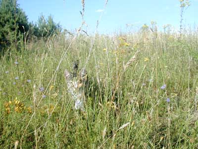 Artemis in the grass - Artemis - goddess of the hunt
