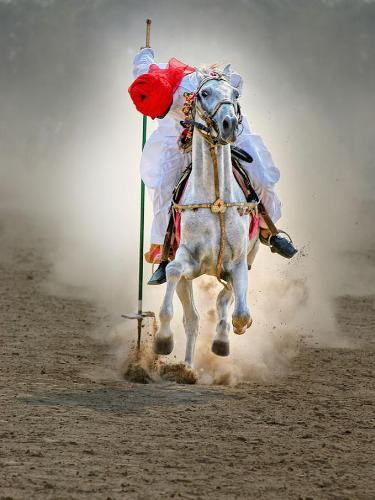 horse - one can do any thing