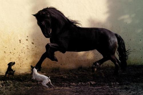 horse -  mastana