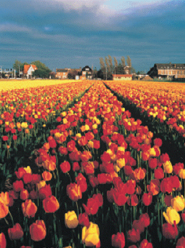 Holland - Country Holland