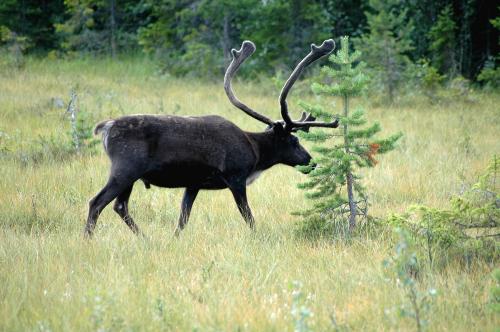 Reindeer - The Reindeer was close to the road when I come driving.