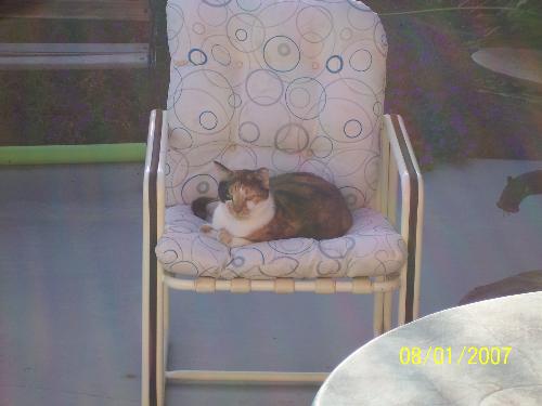 Abigail looking cute in my patio chair - Abigail keeping the cushionsons of my patio chairs down from blowing away. hahaha 