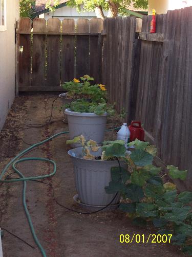 Pot garden, cantalope, squash, cucumbers - My three pots of cantalope, squash, cucumbers, in my side yard.