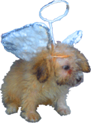 dog - An angel dog from heaven.