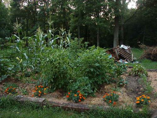 My garden during a drought - Watered it one time so far this summer but they are telling me they need another drink in the next few days.