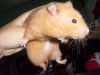 My hamster Daisy - This is Daisy,the main character of the story!