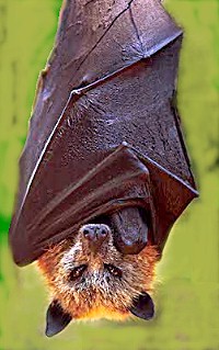 bat - golden crowned fruit bat