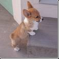 corgi - welsh corgi puppy