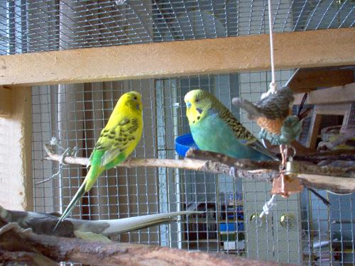 mario and daisy - my birds