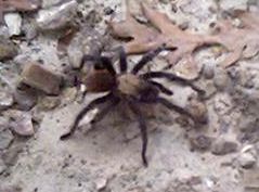 tarantula - These big scary things migrate through here once a year.