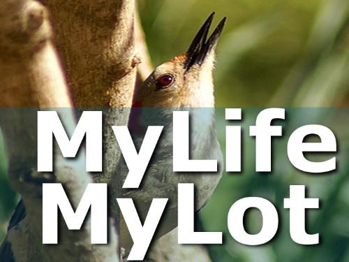 MyLife - MyLot - MyLife Mylot, personally edited by me.
