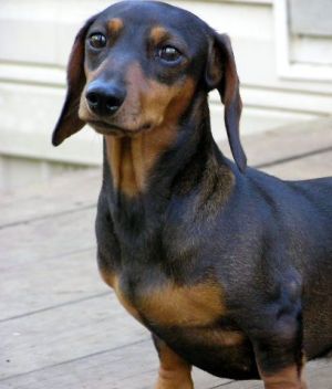 Miniature Daschund - Black and Tan