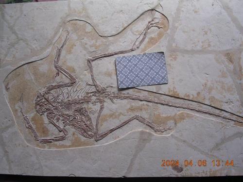 A fossil Ffrom Liaoning - Dromeosauridae: a raptor, maybe Sinornithosaurus  Exhibiting feather impressions