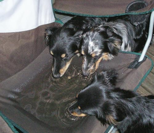 Australian Shepards - This is Phoebe, Kiwi, And Star drinking rain water from our chair.