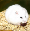 hamster - hamster, rodent