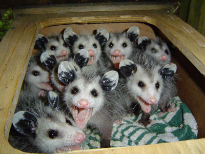 ;) - aren't they cute? ;)