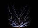 my parents - picture of a tree