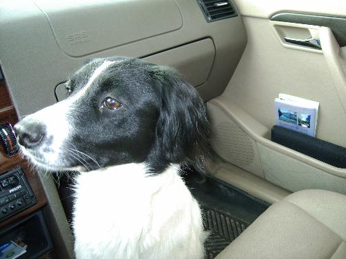 My lovely dog - While waiting for a convoy of trucks I took this picture of my dog.