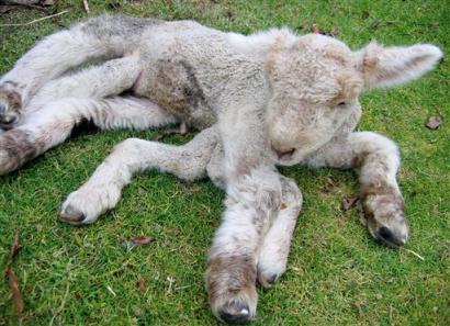 Lamb born with 7 legs - A lamb was born with seven legs in New Zealand! The animal has three hind legs, two forelegs and two extra legs that hang useless behind its forelegs.