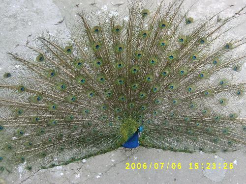 pretty bird - it is pretty, isn't it?
