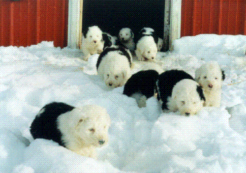 Old English Sheepdog - Old English Sheepdog puppies in snow