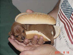 Dachshund - Dachshund puppy in hot dog bun