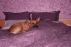 purple bedroom - a purple bedroom with purple walls and comforter/sheets and a dog on the bed