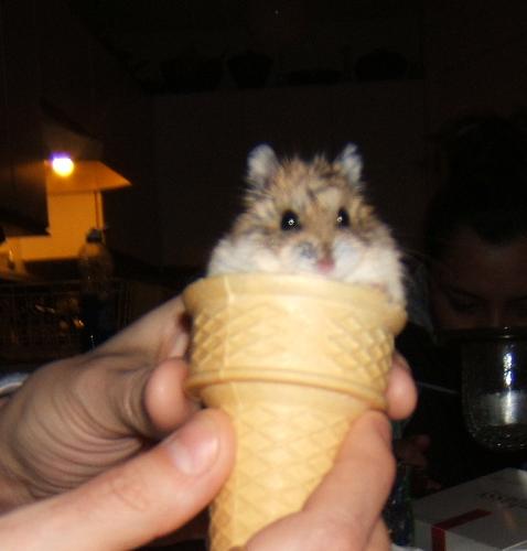 This is Nibbles! - I gave him this name because he doesn't bite, he just nibbles!