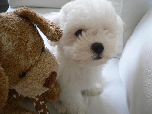 My Dog - His name is 'Mushi' and he's a Bichon Frise