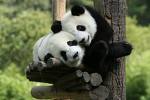 Panda! - Panda is considered as the representative animal for China.