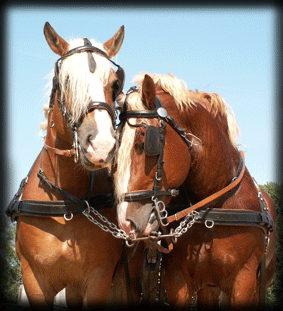 horse&carrage - Horse is a faithful animal.