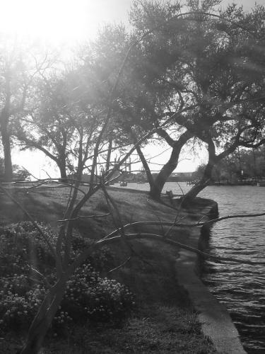 tree - its a tree