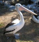 Pelican - Our state animal, a pelican.