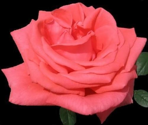 Tropicana Rose - I took a picture of this Tropicana rose when I thought it was as perfect as it would be. The color and form is natural with no enhancement. I did darken the background to make the rose the sole focus of the picture.