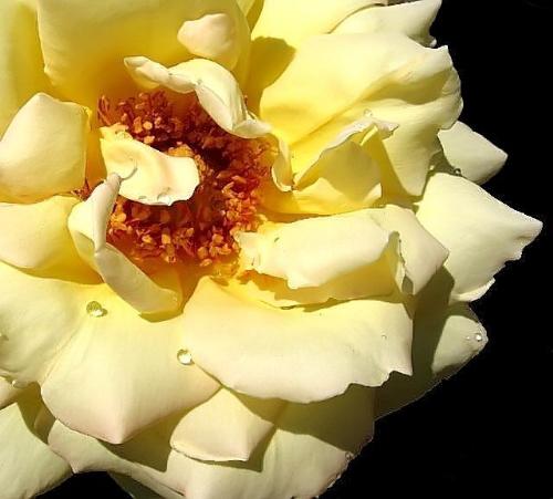 Peace Rose - I took this photo after a light rain. I liked the drops on the petals and the color of the rose.
