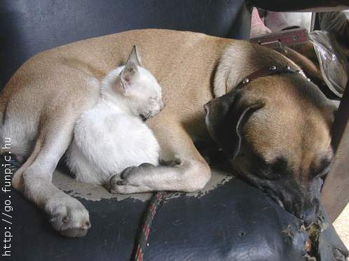 Aww... come on.. this is cuddly! - Two cuddly pets that love each other. See this big dog & small cat cuddle up together.