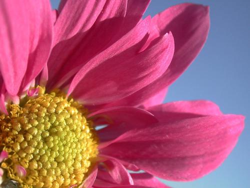 flower - looks good as well as smells good.can change the mood of a angry person