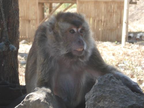 monkey - the pet monkey of my brother's girlfriend