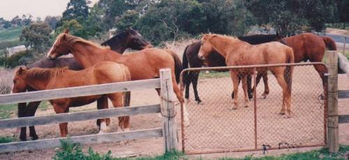Horses - .