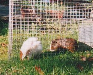 Guinea Pigs - .