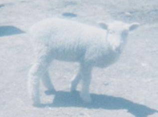 Sheep - .