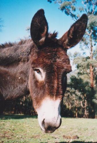 Donkeys - .