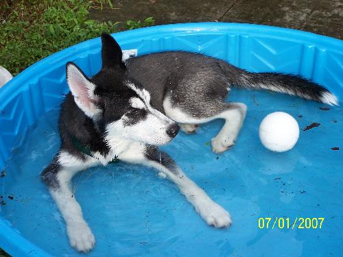 Lil 'Bit - This is my Siberian Husky Lil 'Bit. This is the same dog that I have as my avatar but a little older.