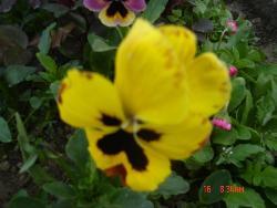flower - photographed at Mysore Floral show, Mysore