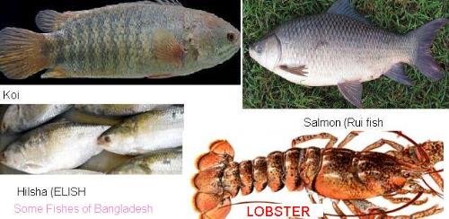 fish - sweet water fish of Bangladesh fish - sweet water fish of Bangladesh