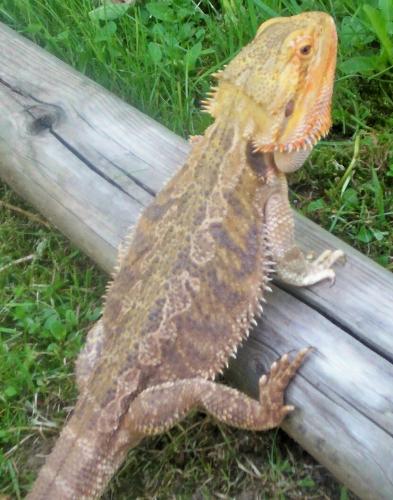 Piston - This is Piston My Bearded Dragon. He was helping me weed the garden. Piston - This is Piston My Bearded Dragon. He was helping me weed the garden.