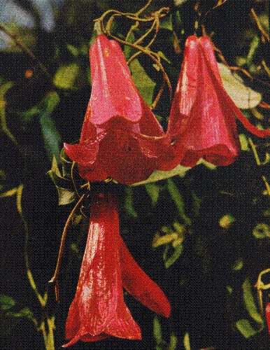 Chile - the Copihue, chile's national flower