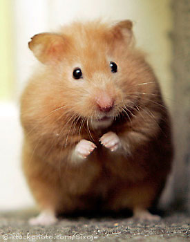 Hamster - Cute Brown Haamster