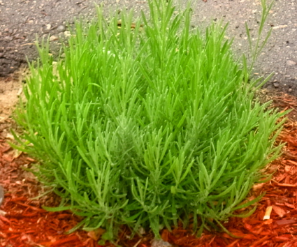 My Lavendar - It has grown huge since planting it in late May My Lavendar - It has grown huge since planting it in late May