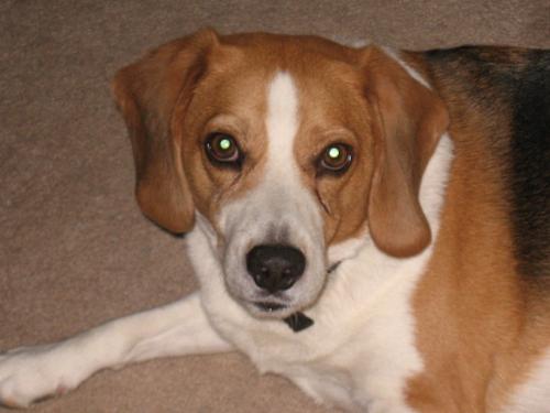 My Buddy Buster - He is 6 years old. Beagle mix